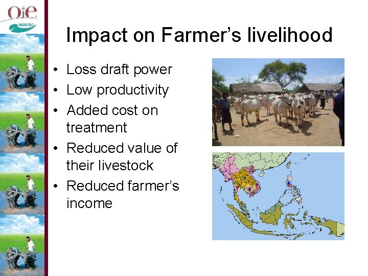 Impact on Farmer’s livelihood • Loss draft power • Low productivity • Added cost