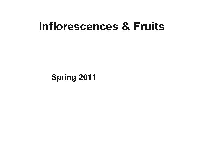 Inflorescences & Fruits Spring 2011 