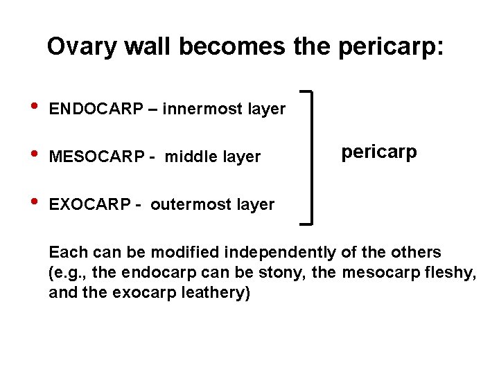 Ovary wall becomes the pericarp: • ENDOCARP – innermost layer • MESOCARP - middle