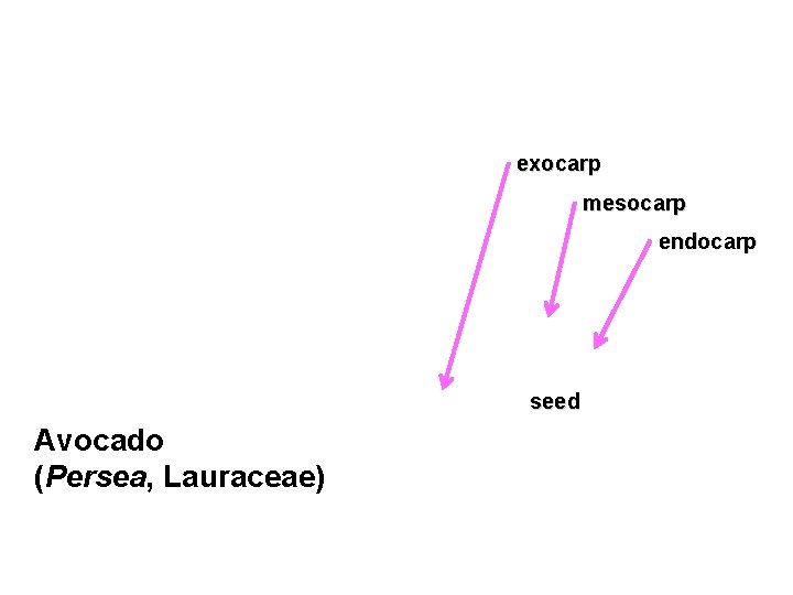 exocarp mesocarp endocarp seed Avocado (Persea, Lauraceae) 