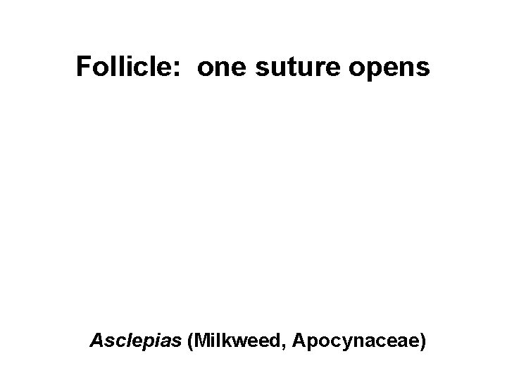 Follicle: one suture opens Asclepias (Milkweed, Apocynaceae) 
