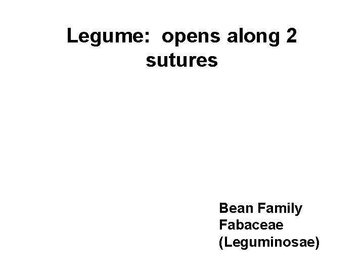 Legume: opens along 2 sutures Bean Family Fabaceae (Leguminosae) 