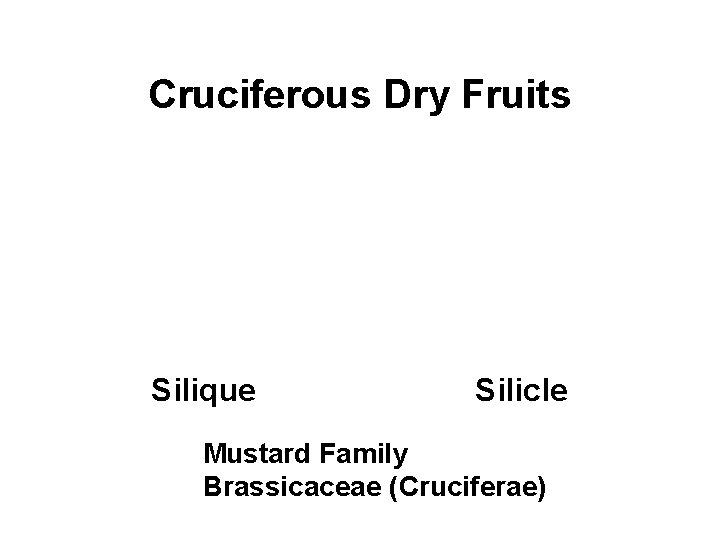 Cruciferous Dry Fruits Silique Silicle Mustard Family Brassicaceae (Cruciferae) 