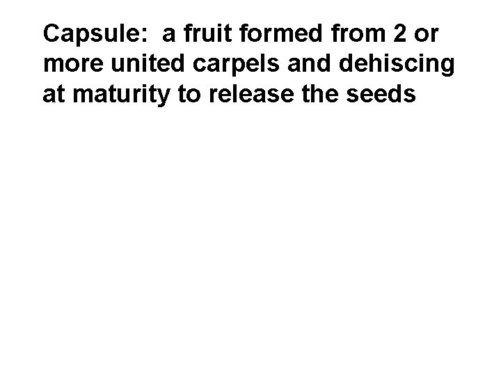 Capsule: a fruit formed from 2 or more united carpels and dehiscing at maturity