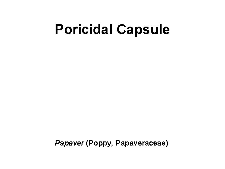 Poricidal Capsule Papaver (Poppy, Papaveraceae) 