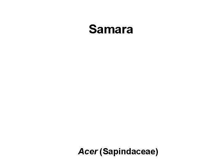 Samara Acer (Sapindaceae) 