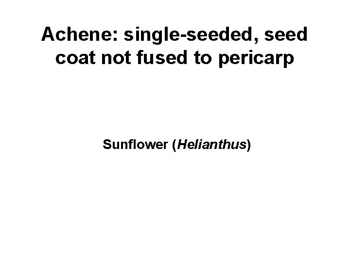 Achene: single-seeded, seed coat not fused to pericarp Sunflower (Helianthus) 