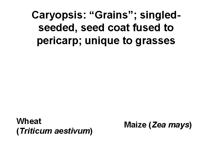 Caryopsis: “Grains”; singledseeded, seed coat fused to pericarp; unique to grasses Wheat (Triticum aestivum)