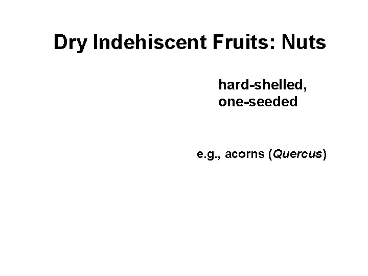 Dry Indehiscent Fruits: Nuts hard-shelled, one-seeded e. g. , acorns (Quercus) 