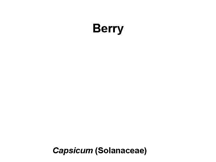 Berry Capsicum (Solanaceae) 