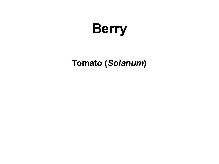 Berry Tomato (Solanum) 