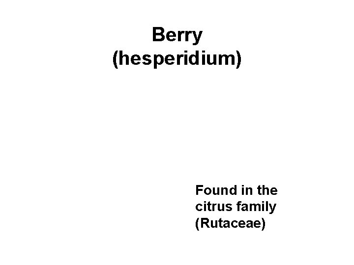 Berry (hesperidium) Found in the citrus family (Rutaceae) 