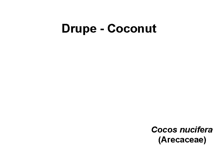 Drupe - Coconut Cocos nucifera (Arecaceae) 