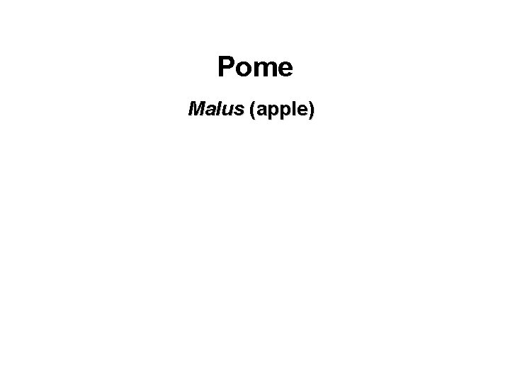 Pome Malus (apple) 