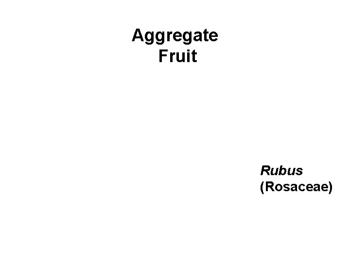 Aggregate Fruit Rubus (Rosaceae) 