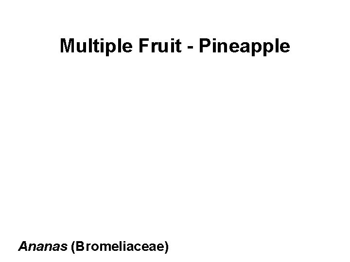 Multiple Fruit - Pineapple Ananas (Bromeliaceae) 