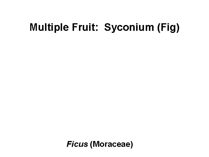Multiple Fruit: Syconium (Fig) Ficus (Moraceae) 