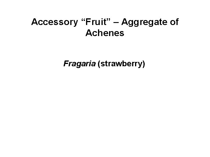 Accessory “Fruit” – Aggregate of Achenes Fragaria (strawberry) 