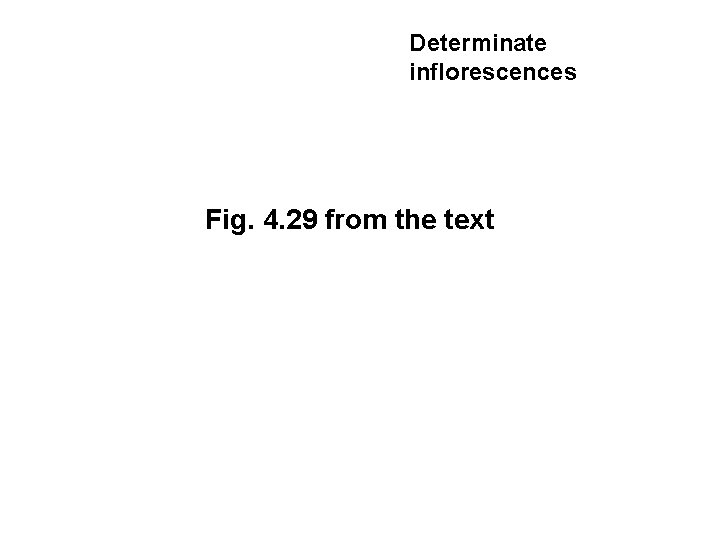 Determinate inflorescences Fig. 4. 29 from the text 