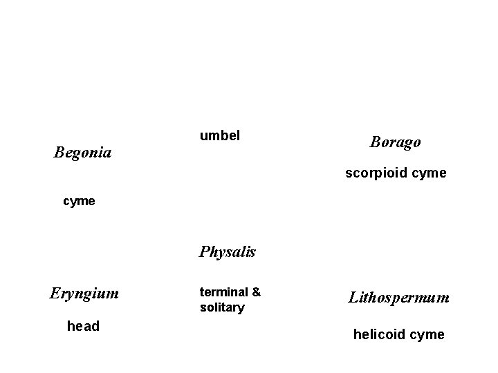 Begonia umbel Borago scorpioid cyme Physalis Eryngium head terminal & solitary Lithospermum helicoid cyme