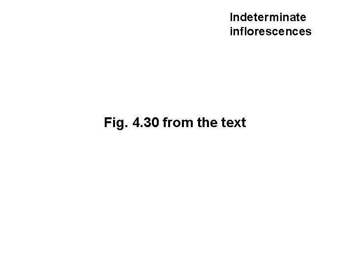 Indeterminate inflorescences Fig. 4. 30 from the text 