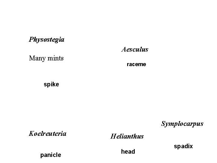 Physostegia Aesculus Many mints raceme spike Symplocarpus Koelreuteria panicle Helianthus head spadix 