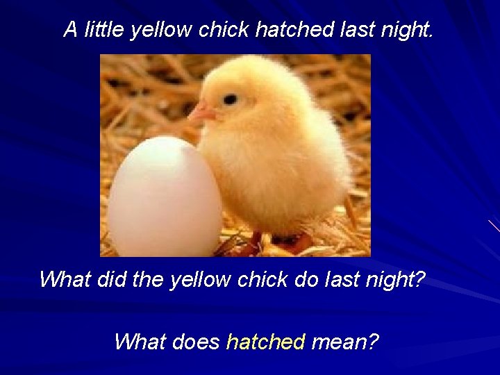 A little yellow chick hatched last night. What did the yellow chick do last