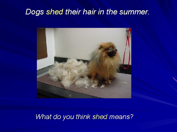Dogs shed their hair in the summer. What do you think shed means? 