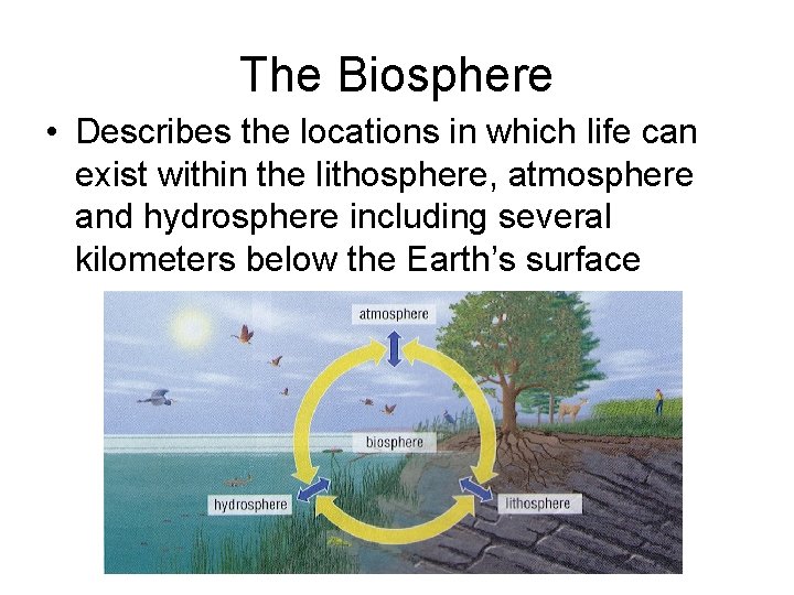 The Biosphere • Describes the locations in which life can exist within the lithosphere,