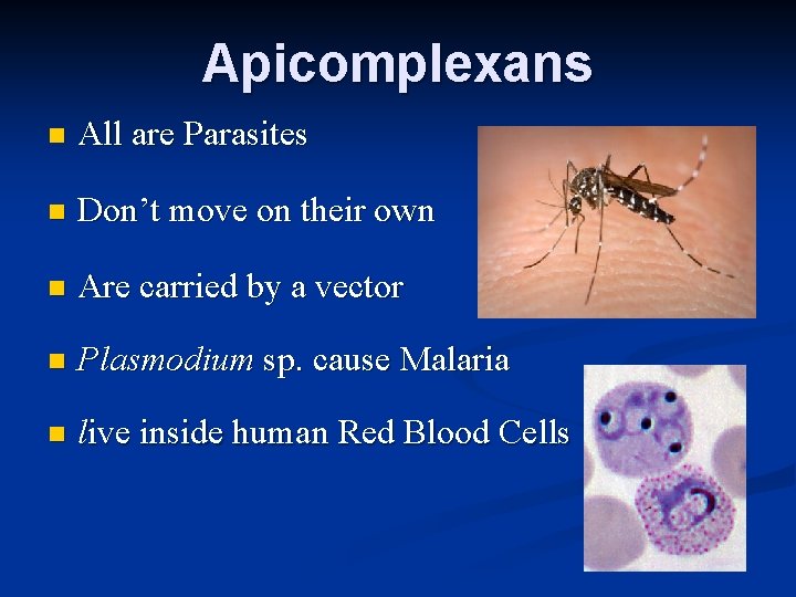 Apicomplexans n All are Parasites n Don’t move on their own n Are carried