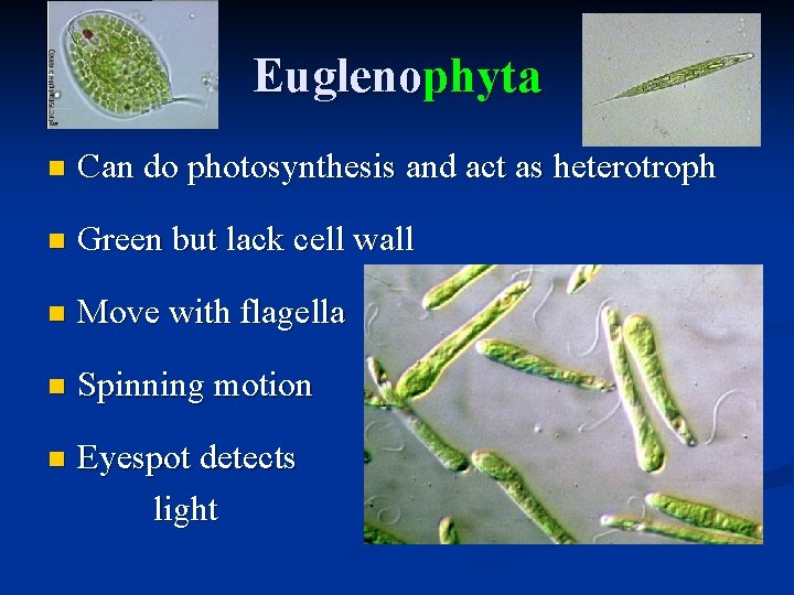 Euglenophyta n Can do photosynthesis and act as heterotroph n Green but lack cell