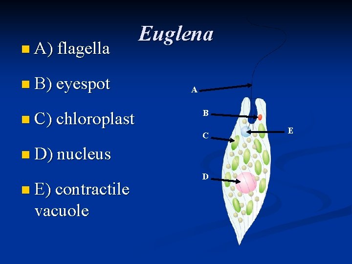 n A) flagella n B) eyespot n C) chloroplast Euglena A B C n