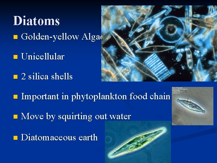 Diatoms n Golden-yellow Algae n Unicellular n 2 silica shells n Important in phytoplankton
