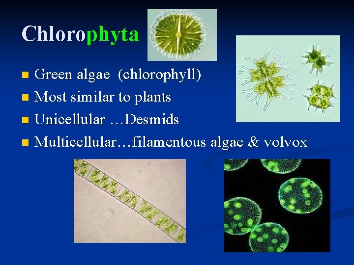 Chlorophyta Green algae (chlorophyll) n Most similar to plants n Unicellular …Desmids n Multicellular…filamentous