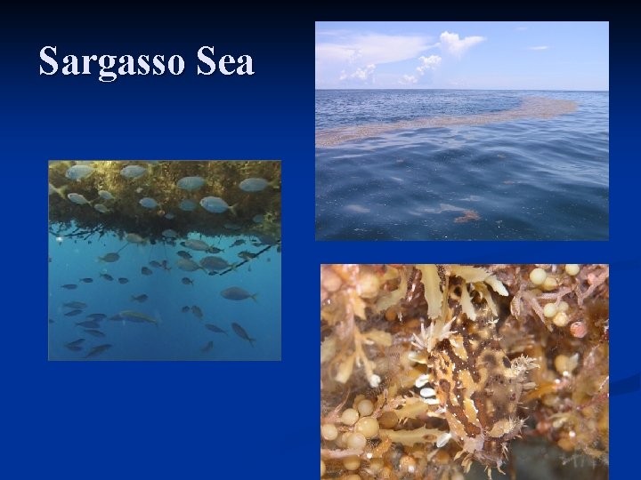 Sargasso Sea 