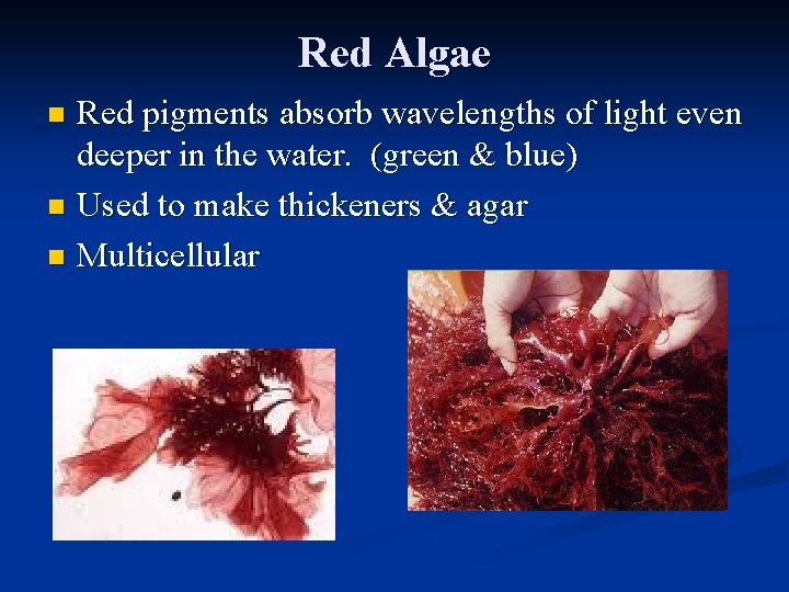 Red Algae Red pigments absorb wavelengths of light even deeper in the water. (green