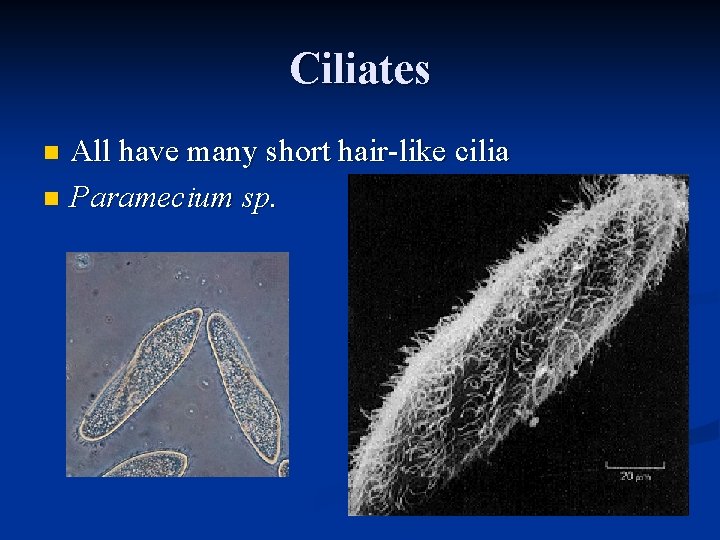 Ciliates All have many short hair-like cilia n Paramecium sp. n 