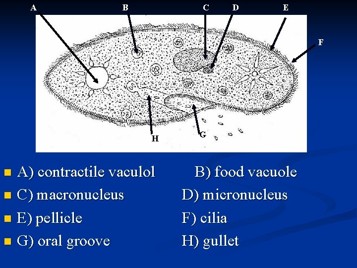 A B C D E F H A) contractile vaculol n C) macronucleus n