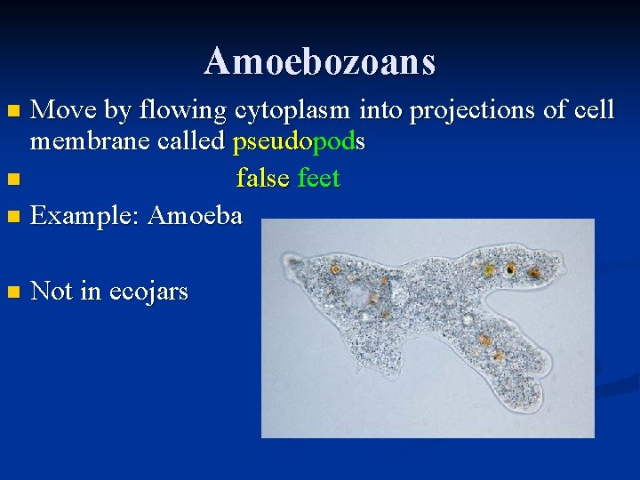 Amoebozoans Move by flowing cytoplasm into projections of cell membrane called pseudopods n false