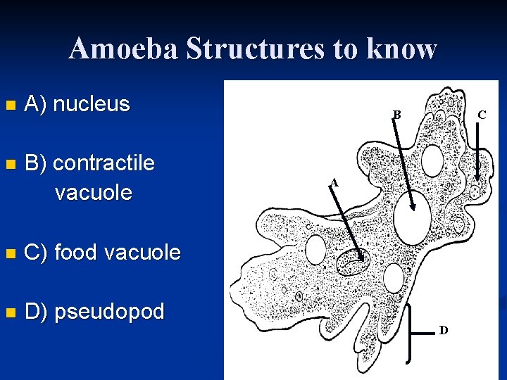 Amoeba Structures to know n A) nucleus n B) contractile vacuole n C) food