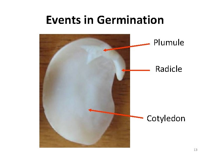 Events in Germination Plumule Radicle Cotyledon 13 