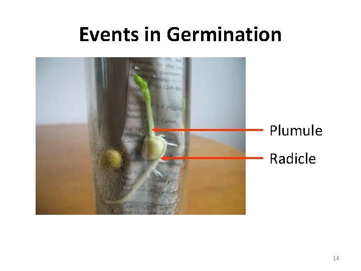 Events in Germination Plumule Radicle 14 Events in Germination Plumule Radicle 14