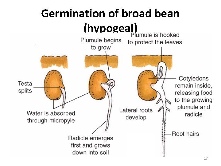 Germination of broad bean (hypogeal) 17 