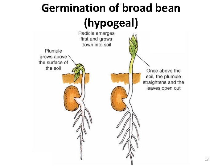 Germination of broad bean (hypogeal) 18 