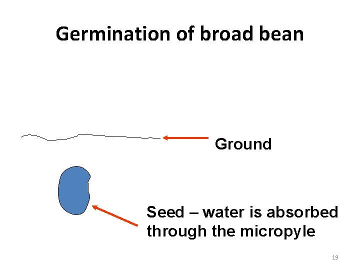 Germination of broad bean Ground Seed – water is absorbed through the micropyle 19