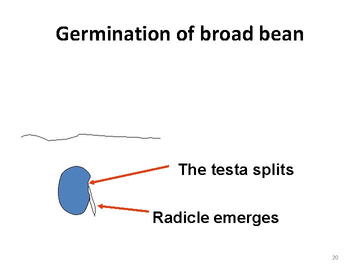 Germination of broad bean The testa splits Radicle emerges 20 