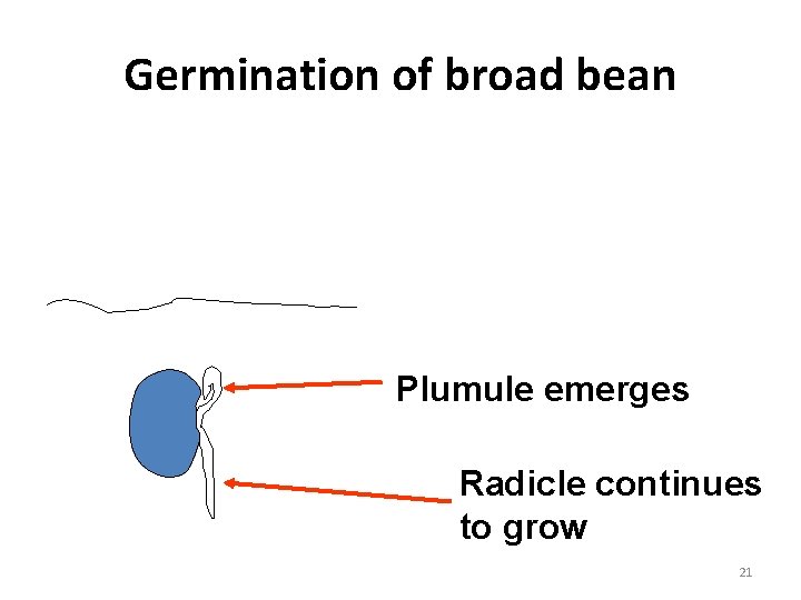 Germination of broad bean Plumule emerges Radicle continues to grow 21 