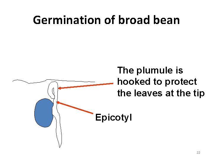 Germination of broad bean The plumule is hooked to protect the leaves at the