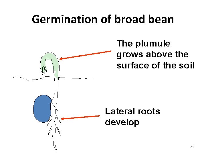 Germination of broad bean The plumule grows above the surface of the soil Lateral