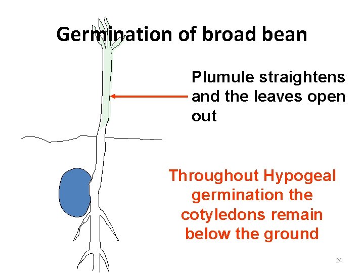 Germination of broad bean Plumule straightens and the leaves open out Throughout Hypogeal germination